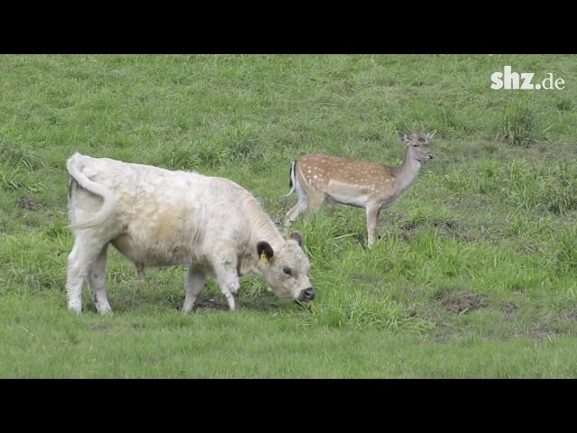 Ein junger Damhirsch unter Rindern