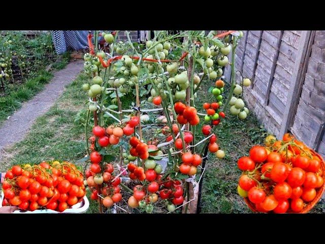 How to Grow Tomatoes At Home UK: Easiest Method to Grow Tomatoes at Home & the Unexpected Happened