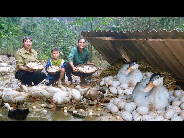 harvesting duck eggs, taking them to market, daily life on the farm, SURVIVAL ALONE