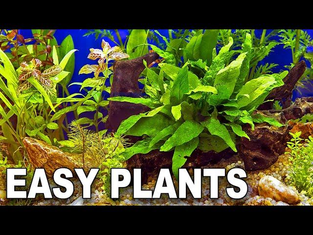 My Top 10 Easy Beginner Aquarium Plants