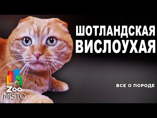 Шотландская Вислоухая - Все о породе кошки