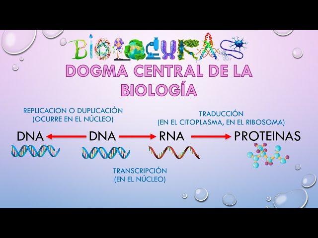 DOGMA CENTRA Y REPLICACIÓN DEL ADN