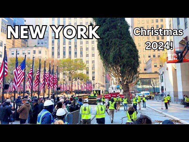 Installation of NYC Rockefeller Center Christmas Tree!  2024 Christmas NYC