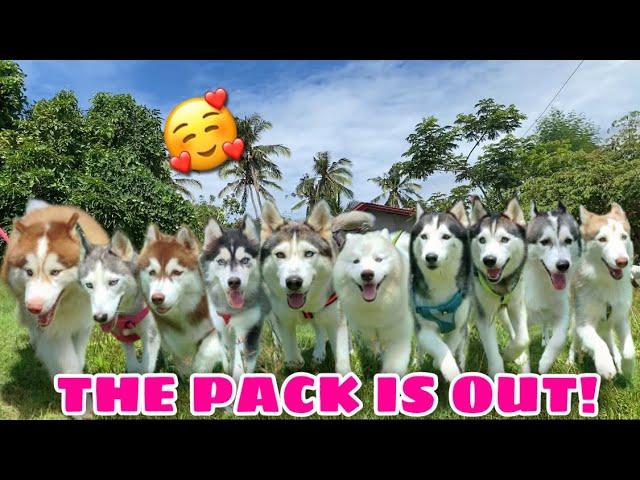 Making A New Intro! | Playing Out! | Husky Pack TV