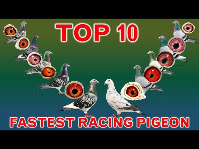 Top 10 Fastest Racing Pigeons in the World