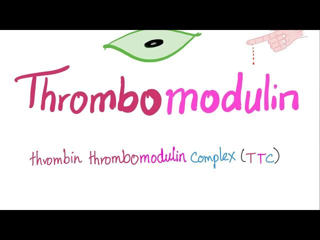 Thrombomodulin