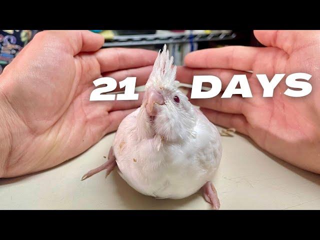 Baby Cockatiel Bird Growth Stages 3 Weeks To 4 Months