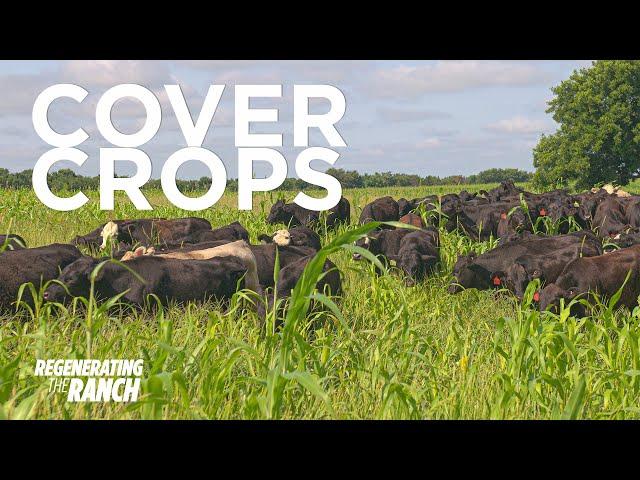 We Need These Cover Crops to Grow - Regenerating The Ranch Ep 7 - Regenerative Grazing