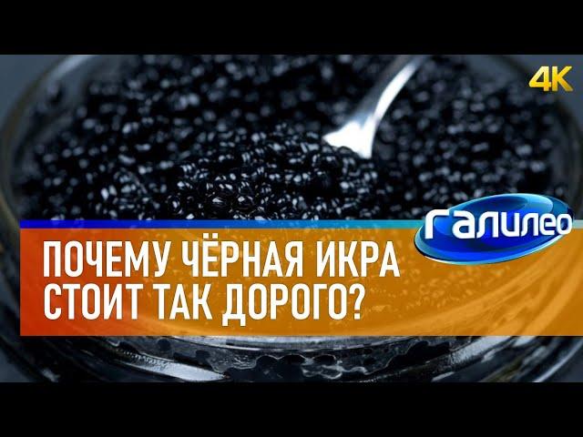 Галилео  Почему чёрная икра стоит так дорого? [4K]