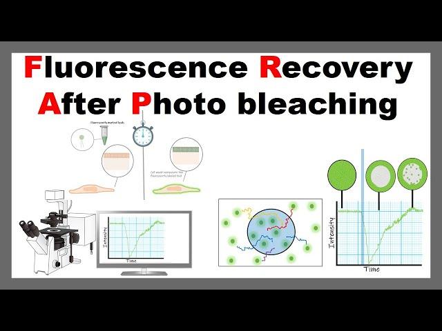 Fluorescence Recovery After Photo bleaching ( FRAP) | Principle & Application of FRAP