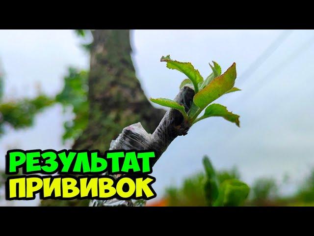 18.05.2025 Результат весенних прививок яблони на грушу, грецких орехов и винограда