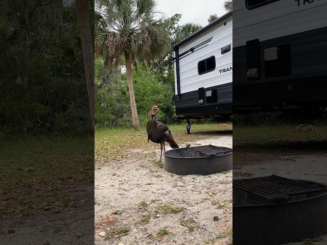 WILD TURKEYS GREET US AT KISSIMMEE PRAIRIE  RV CAMPING in FLORIDA #wild #nature #camping #rvlife