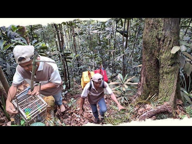 MIKAT CUCAK IJO HUTAN BUKIT BARISAN RIAU SUMATRA | BURUNG LIAR HAMPIR MATI DALAM SANGKAR JEBAK