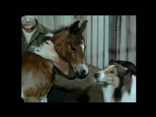 Lassie - Episodes 484 & 485 - "Track of the Jaguar" (1 & 2) - Season 15, Eps.9-10 - 11/24-12/01/1968