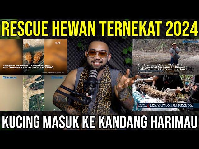 RESCUE HEWAN TERNEKAT 2024 KUCING MASUK KE KANDANG HARIMAU #Audreykingofthejungle #indoexotic