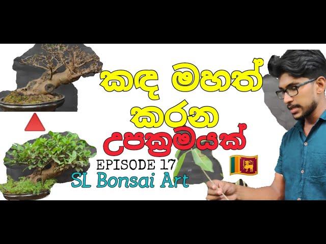 How to make large trunk of bonsai tree? EPISODE 17 බොන්සායි ගසේ විශාල කඳක් සාදා ගන්නේ කෙසේද?