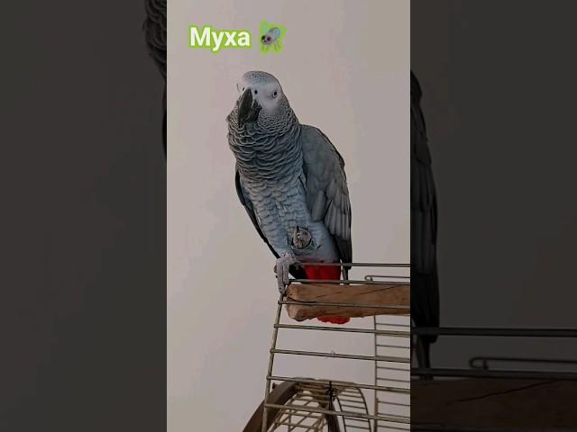 ГОВОРЯЩИЙ ПОПУГАЙ ЭВРИКА / НОВОЕ / I LOVE YOU / Evrika talking parrot #bird #эврика #евріка