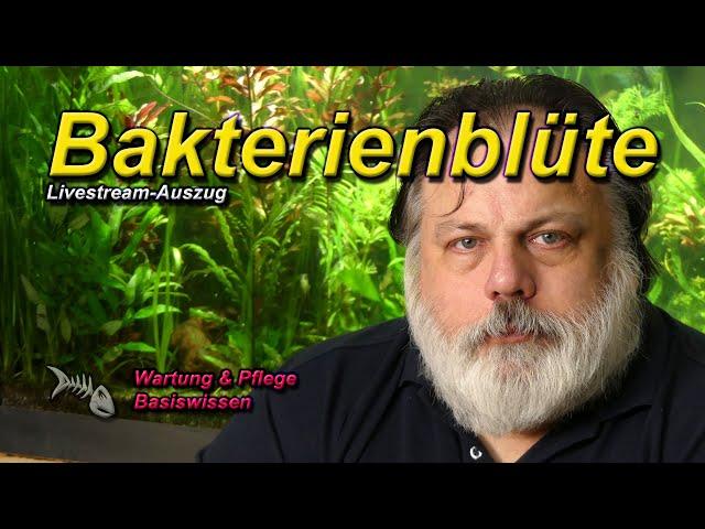 Mythos Bakterienblüte - was ist das bzw. was kann man gegen eine Wassertrübung tun?