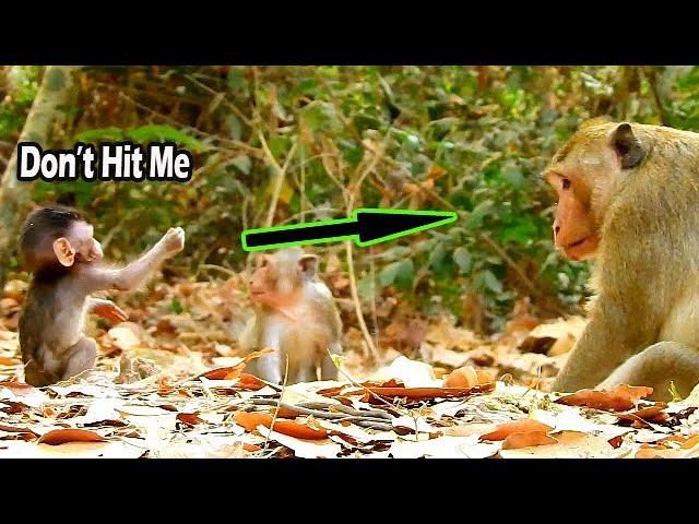 Lovely Act Small Baby ALBa BEG Big Monkey Don't Fight | Alba So Smart And Cute