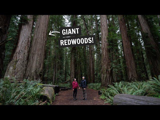 Two days in REDWOOD National & State Parks! (Fern Canyon, Gold Bluff Beach, Stout Grove, & MORE!)