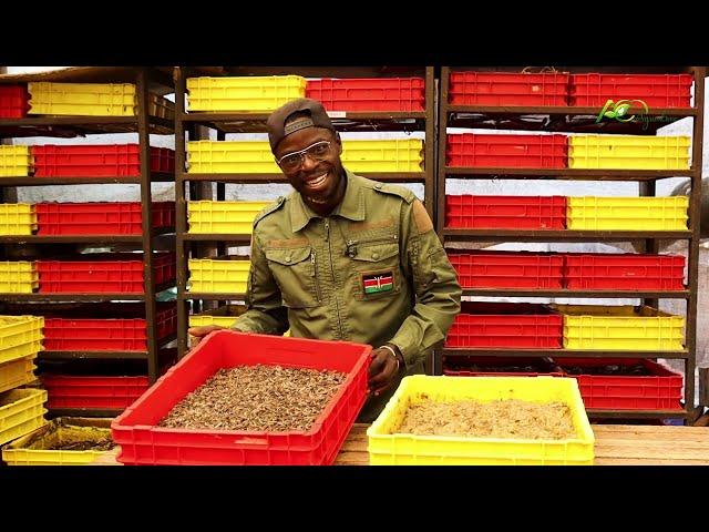 Cheaper but Best Feed for Chicken and Pigs | Black Soldier Fly Farming