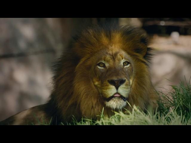 Welcome Back To The Wild - San Diego Zoo Safari Park