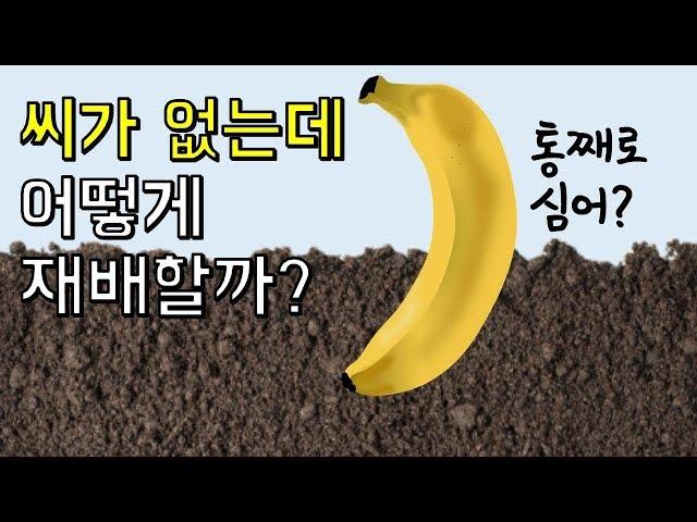 바나나는 씨가 없는데 어떻게 재배할까?｜바나나에 숨겨진 놀라운 사실 Top3