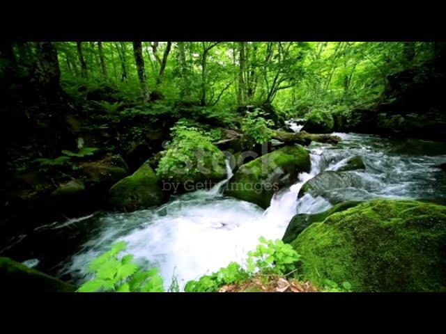 Beautifull Nature Music