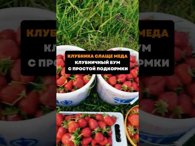 Клубника слаще меда.Клубничный бум с простой подкормки#дача#сад