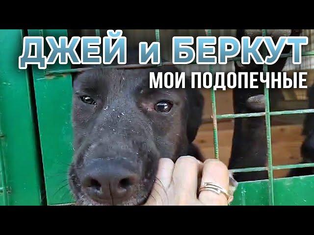  ДЖЕЙ  и Беркут - мои подопечные в приюте Щербинка, от волонтера Марины Столярчук