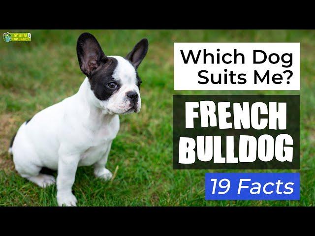 Is a French Bulldog the Right Dog Breed for Me? 19 Facts About French Bulldog Dogs!