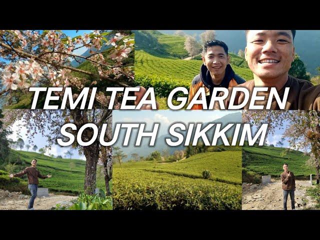 Temi Tea Garden and Ravangla Tour with Friends  #southsikkim