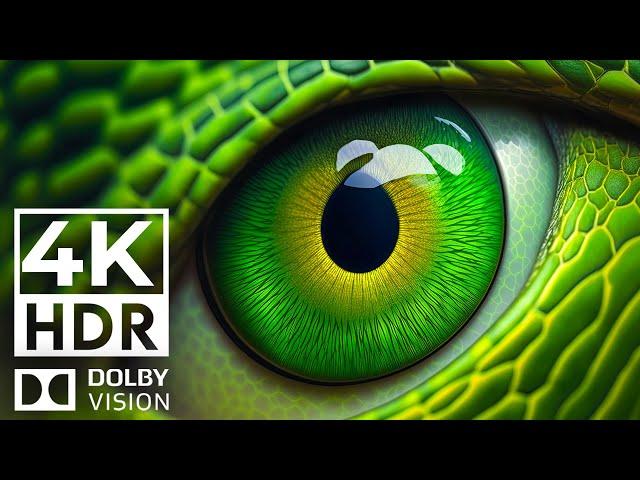 SUPREME COLOR 4K HDR 120FPS Dolby Vision | with Catchy Cinematic Music (Colorful Animal Life)