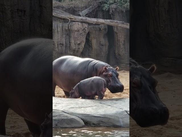 Boipelo and Kalo #dallaszoo