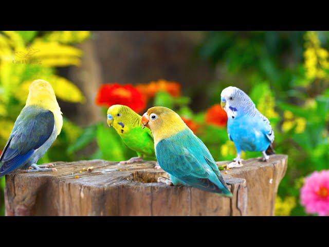 24/7 LIVE Cat TV: Tropical Birds, Squirrels, Parrot in High-Definition – 4K HDR Wildlife Relaxation