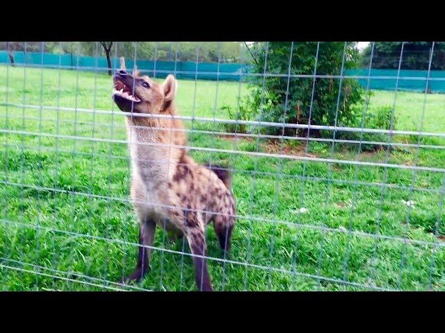 Roxy the hyena "laugh" loudly in front of her meal