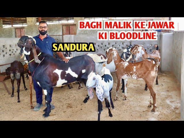 Bagh Malik Ke Jawar Ki Bloodline ( SANDURA ) At Raza Goat Farm Jaisalmer