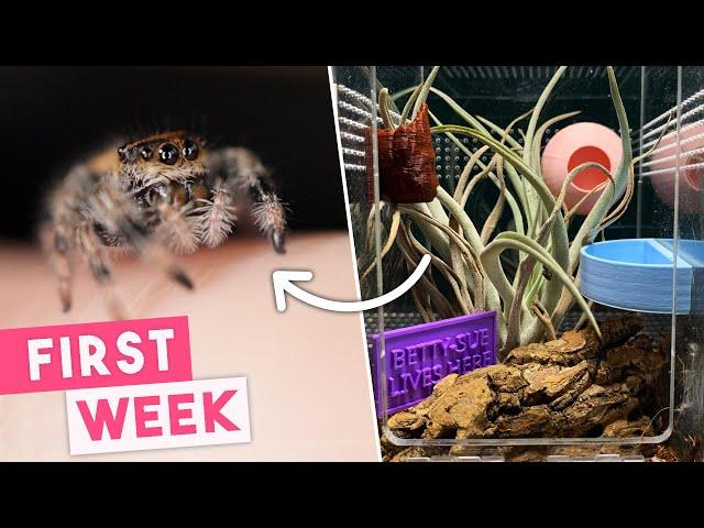 First Week Owning A Jumping Spider | What To Expect