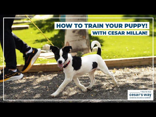 How To Train Your Puppy! (With Cesar Millan)