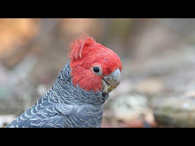 Cockatoos of Australia