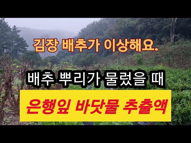 지금 풀솜네 김장 배추는?