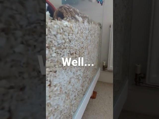 Moving the hamster cage...