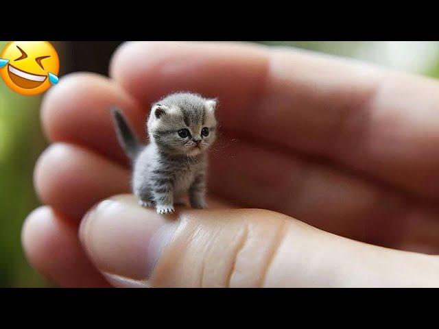 Funny Dogs And Cats VideosBest Funniest Animal Videos 2024