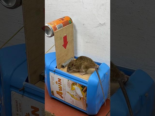 The most creative homemade mouse trap idea // Mouse trap 2 #rat #rattrap #mousetrap #shorts