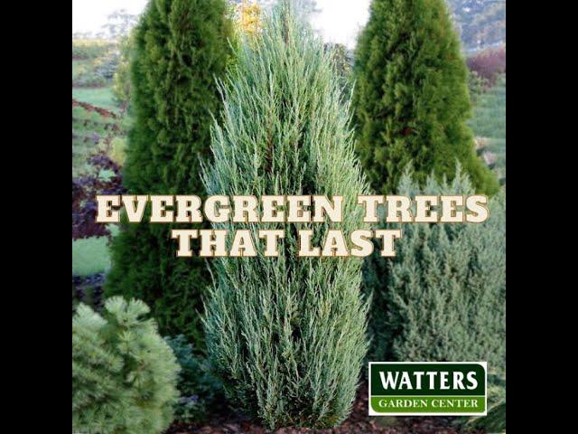 Evergreen Trees that Last