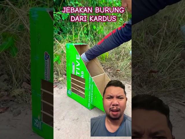 BURUNG MERPATI DAN JEBAKAN BURUNG!!?? #pigeon #uniquetrap #birds #easytrap #trapbox #birdtrap