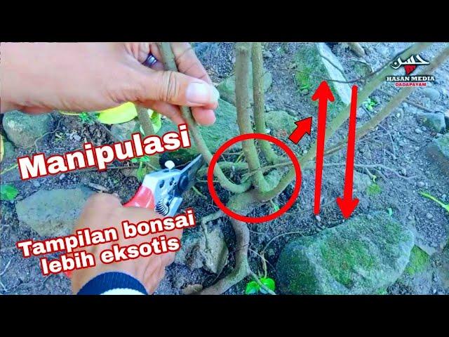 use this method!!! Bonsai ileng-ileng material becomes more old in character - bonsai trees