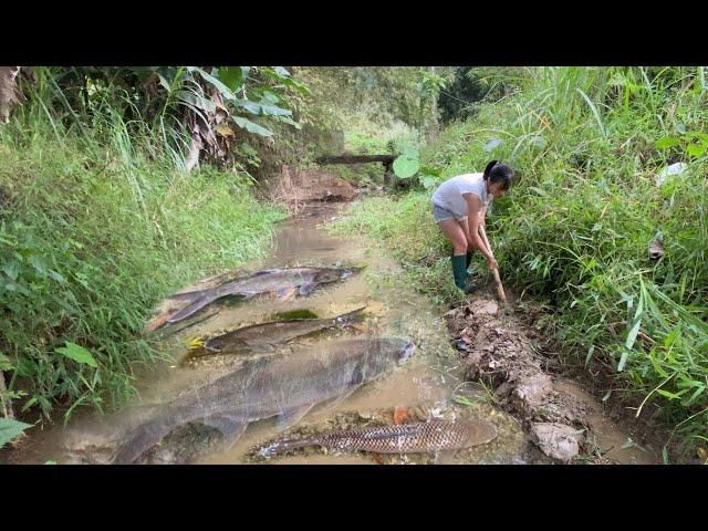 The fishing girl built a stream and brought back many big fish to sell.