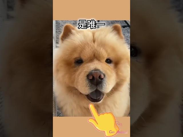 5個 你沒聽過的動物冷知識2023  #short #tiktok #可愛動物