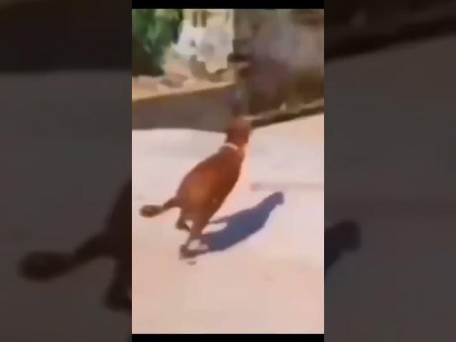 https://youtube.com/shorts/qIBgVjjegww?feature=share